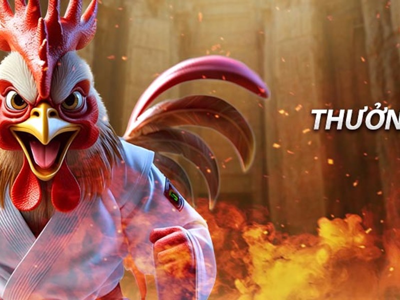 Gà chọi được trang bị cựa sắt sắc bén, sẵn sàng chiến đấu