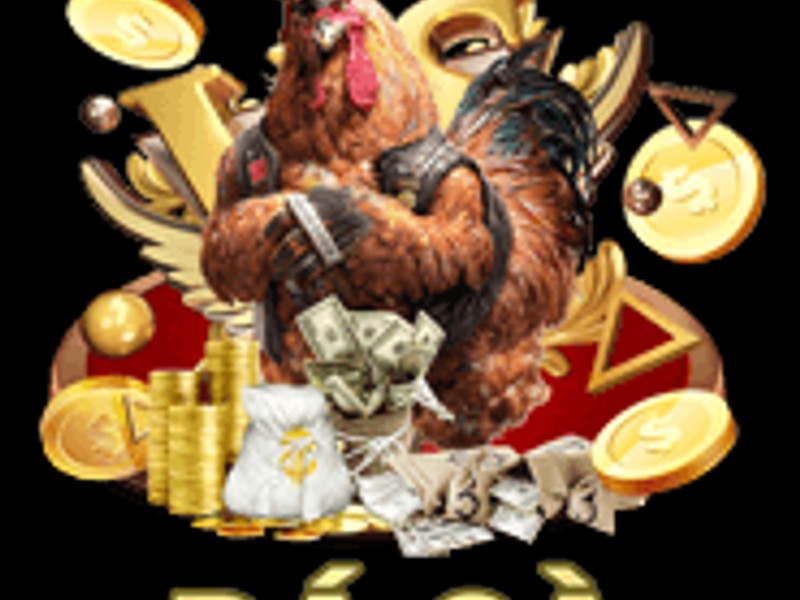 Gà chọi đang được kiểm tra và cân nặng trước khi vào trận