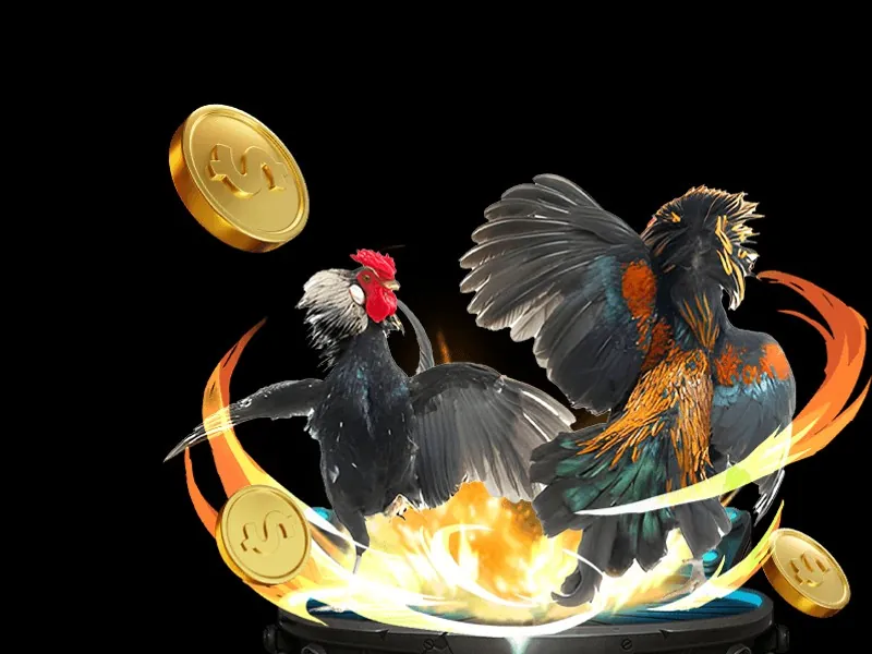 Cận cảnh gà chọi với cựa tự nhiên, biểu tượng của đá gà truyền thống