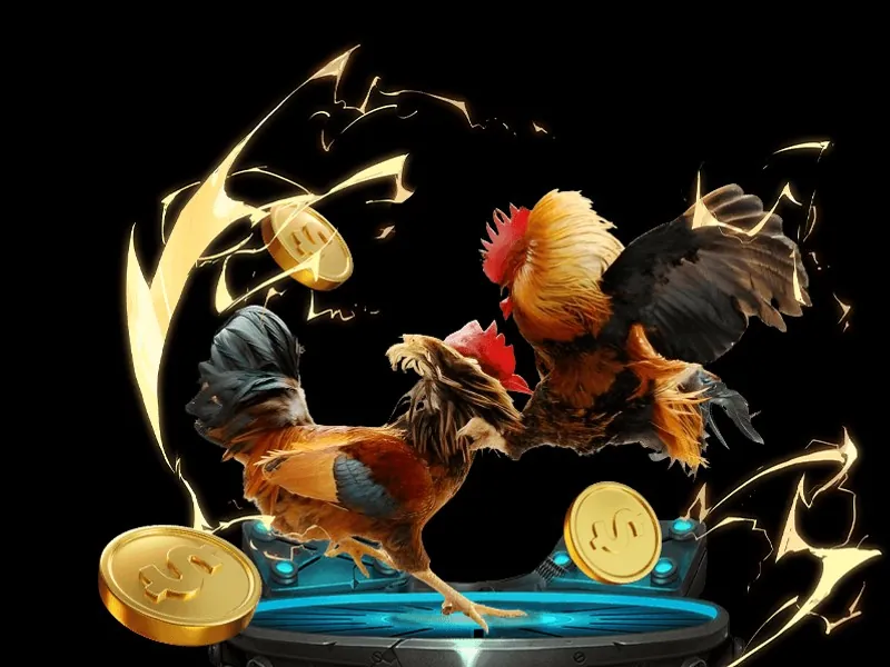 Gà chọi với cựa dao sáng bóng, trong tư thế chiến đấu quyết liệt